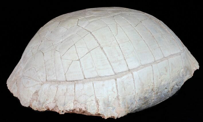 Huge, Fossil Tortoise (Stylemys) With Limb Bones #50817